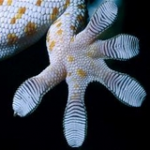 Tokek Untuk Anti Tumor