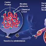 Is Nicotine Vaccine a Reality Soon?