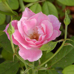 Let The Beautiful Roses To Burst