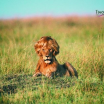 Gambar Iklan-Iklan Lucu dan Unik