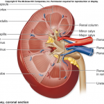 What You Should Know About Kidney Anatomy