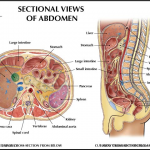 Most Misunderstood About Abdomen Anatomy