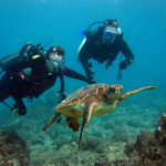 Dive Oahu – An Adventure Like No Other