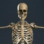 Anatomy Skeleton