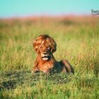 Gambar Iklan-Iklan Lucu dan Unik