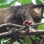 luwak