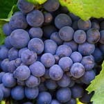 california-sonoma-wine-country