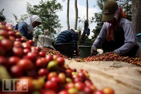 courtesy of life.com