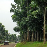 Hanya 300m ke taman bermain dan taman mahogani