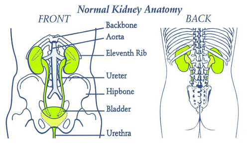 kidney anatomy