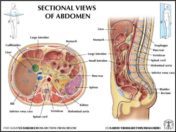 anatomy of abdomen