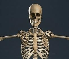 skeleton anatomy